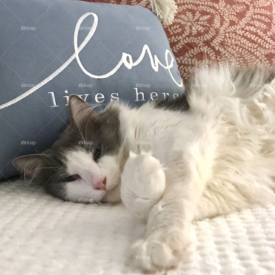 Wolfie snug as a bug and super comfy cozy!