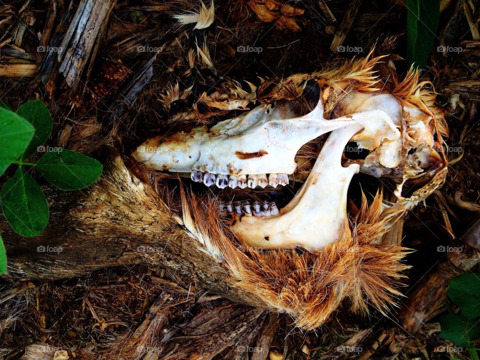 Deer skull