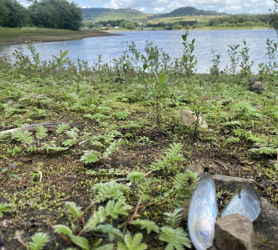 Mussels on the lakeside