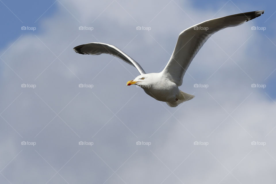 Seagull flying -  gråtrut mås flyger 