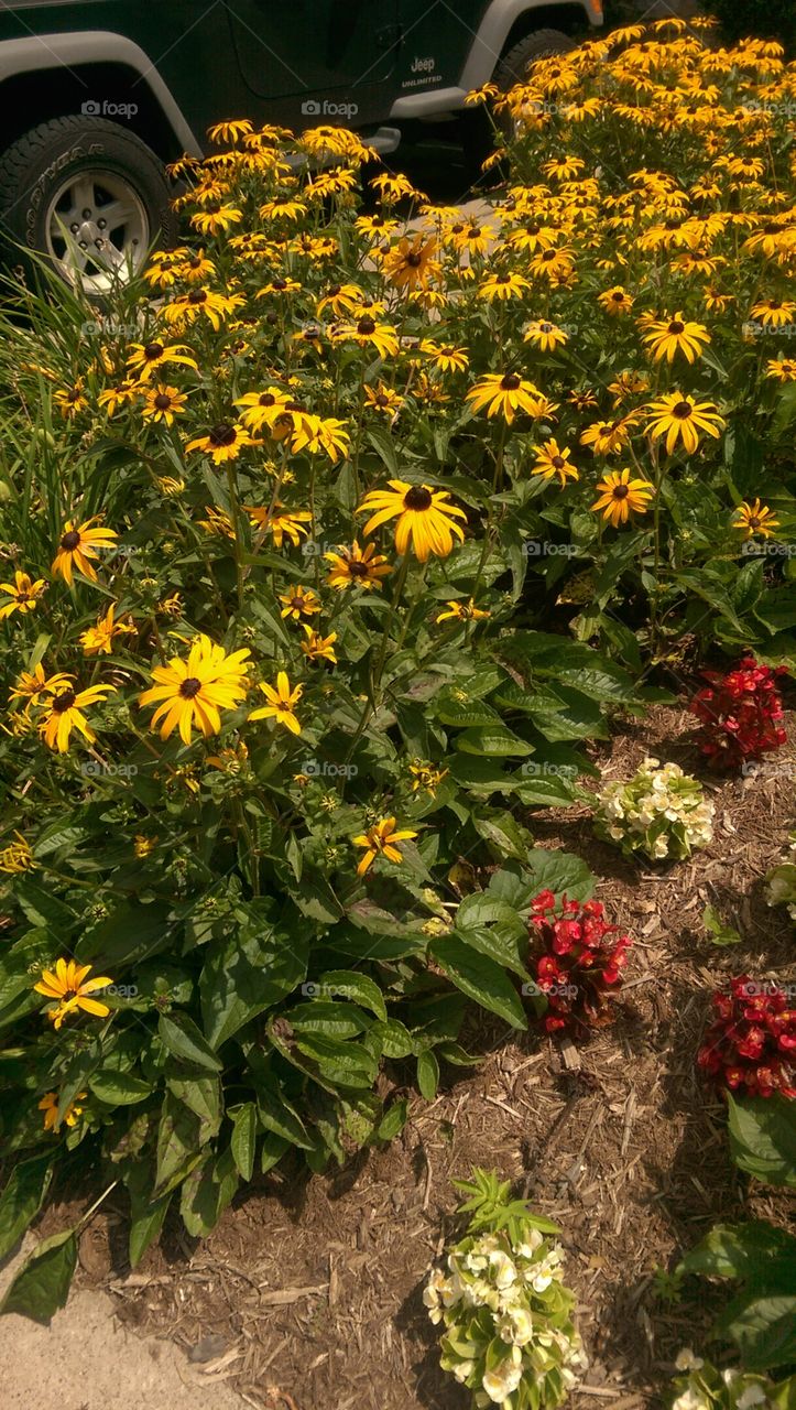 Flower, No Person, Garden, Flora, Leaf