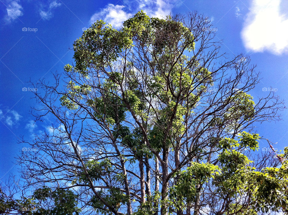 clouds trees sky plants by king