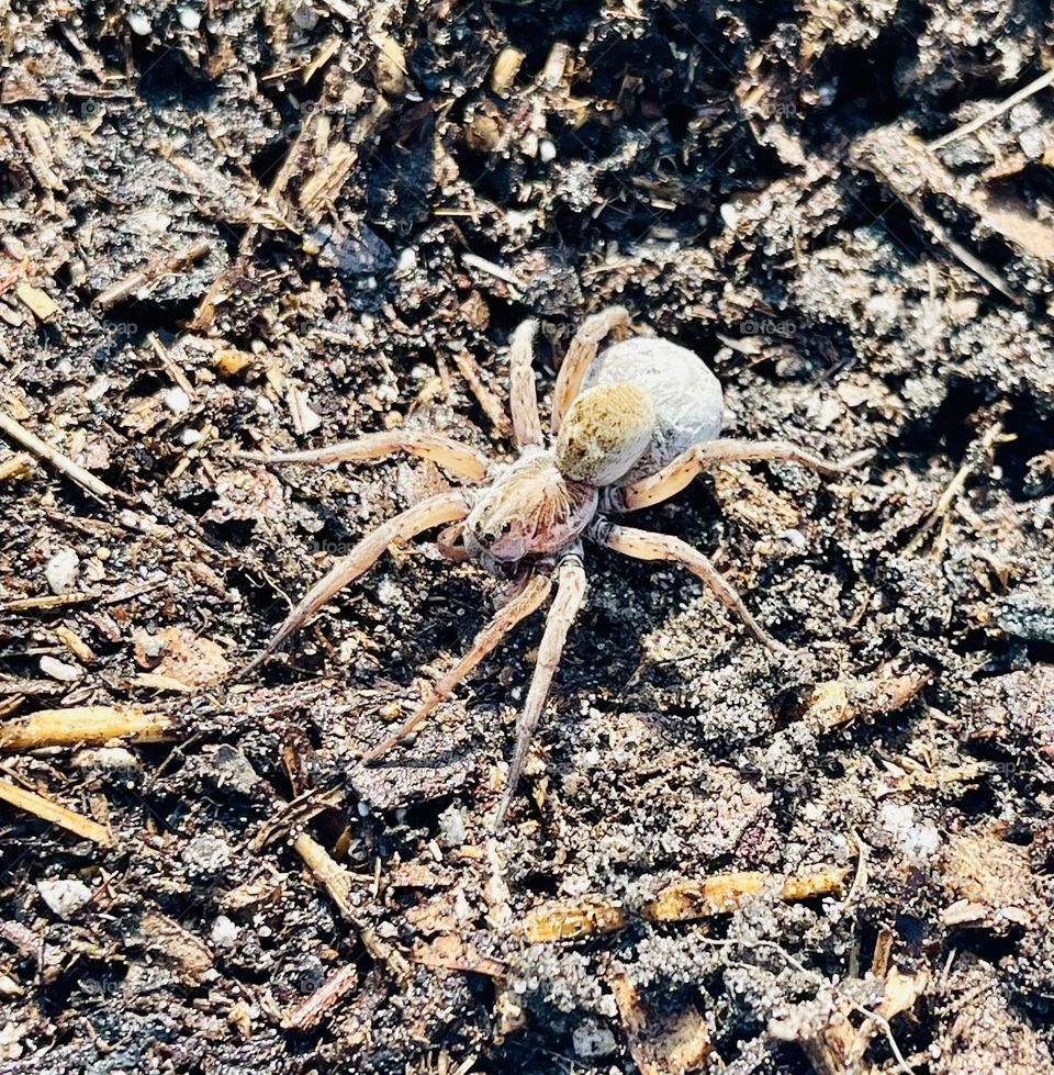 Large Female Wolf Spider crawling in Garden. 