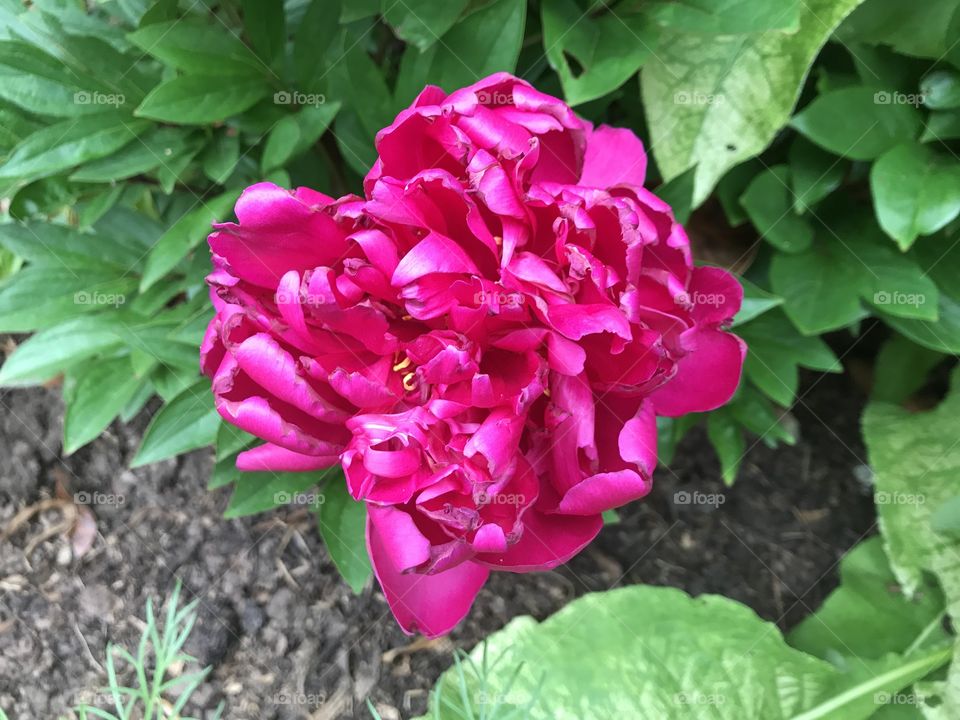 So many stunning flowers can be found at this East Devon Botanical Gardens including this crimson beauty.