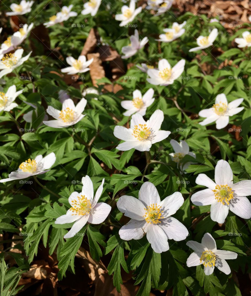 Spring flowers in Malmö, Sweden.