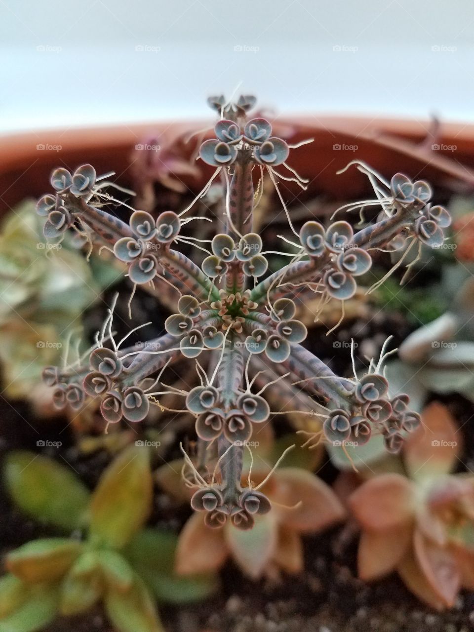 Kalanchoe (Mother of Millions)