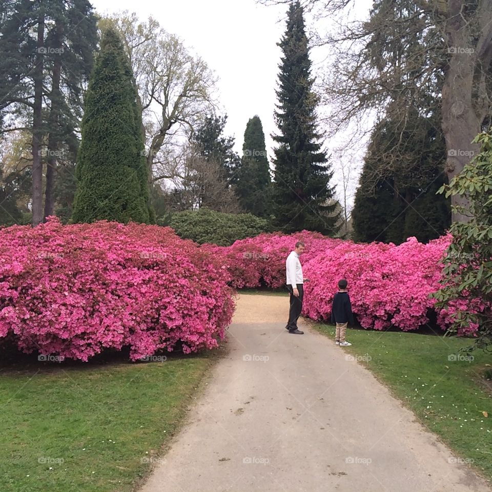 Springtime in Sussex . Spring blossom, Sheffield Park, East Sussex, UK