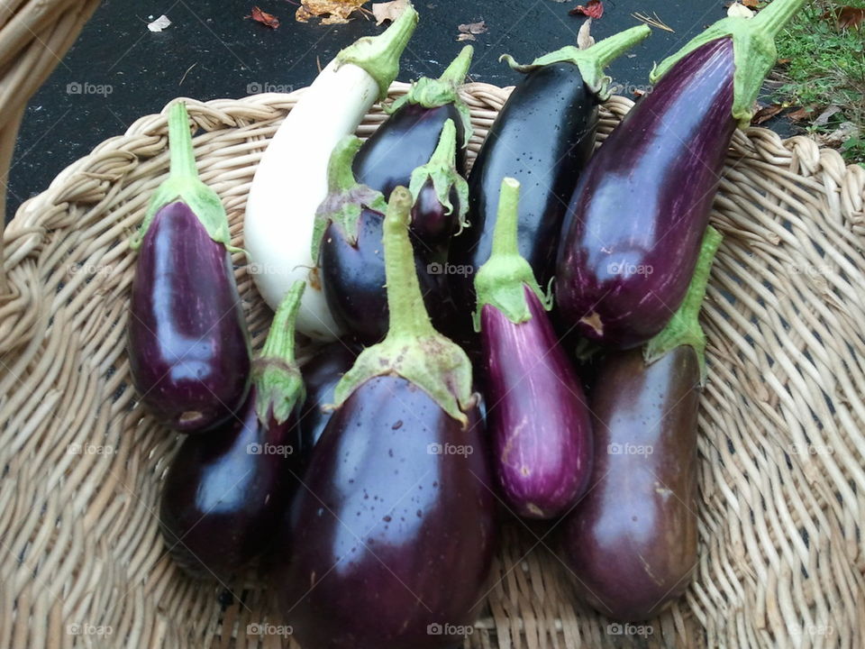 Eggplant