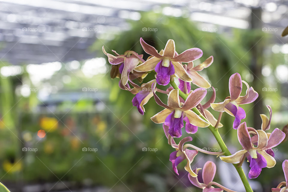 Beautiful Purple Orchid Background blurred leaves in the garden.