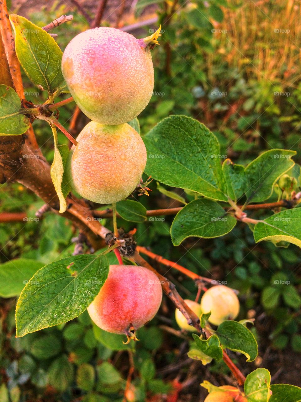 Morning dew apple tree 