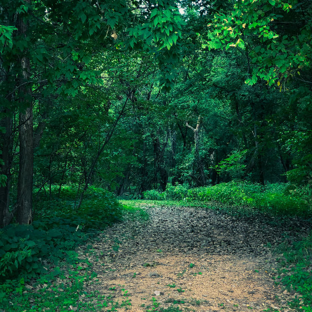 Green Woods