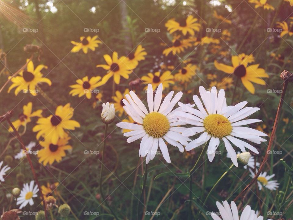 Wildflowers in the summer