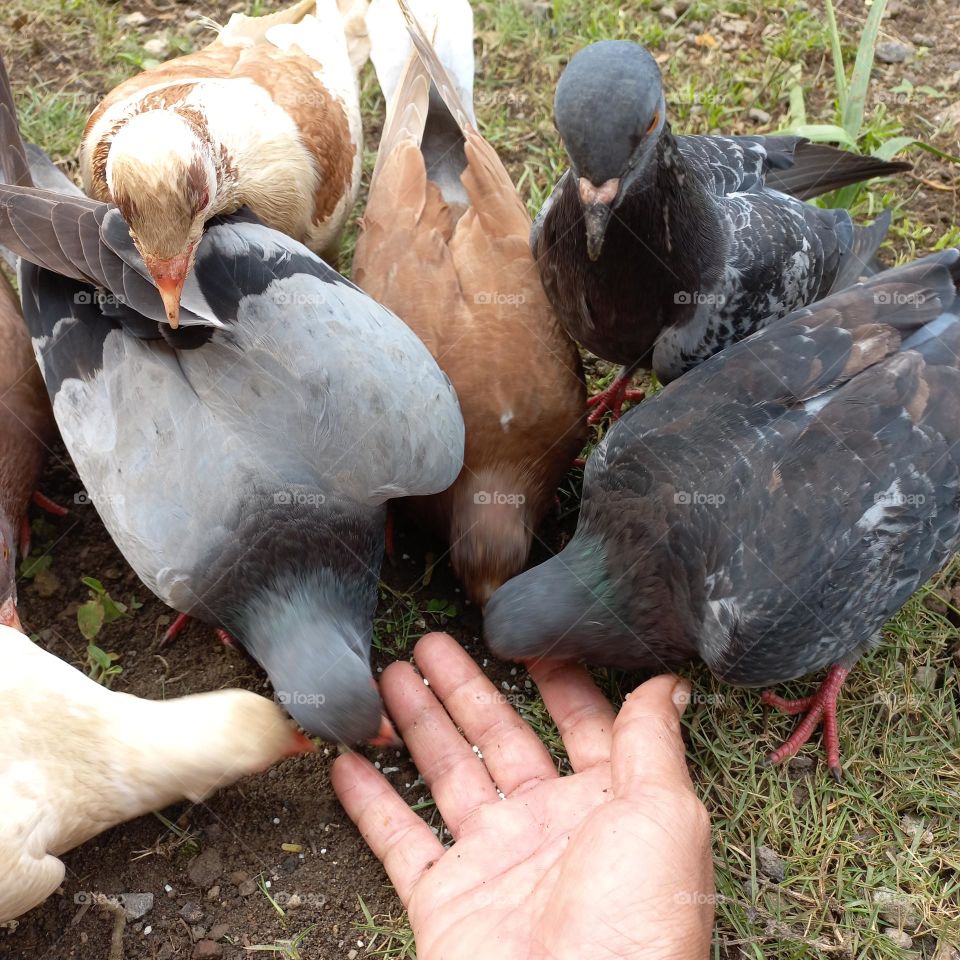 Pigeons being fed rice in the yard