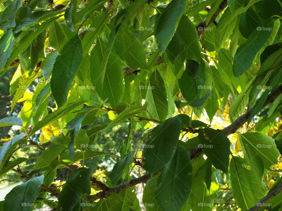 tree leaves