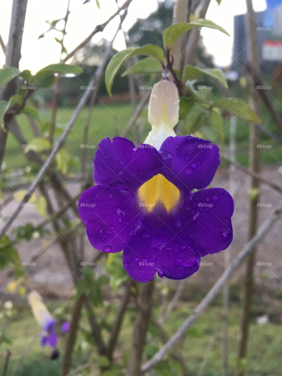 🌹 🇺🇸 Very beautiful flowers to brighten our day.  Live nature and its beauty. Did you like the delicate petals? / 🇧🇷 Flores muito bonitas para alegrar nosso dia. Viva a natureza e sua beleza. Gostaram das pétalas delicadas? 