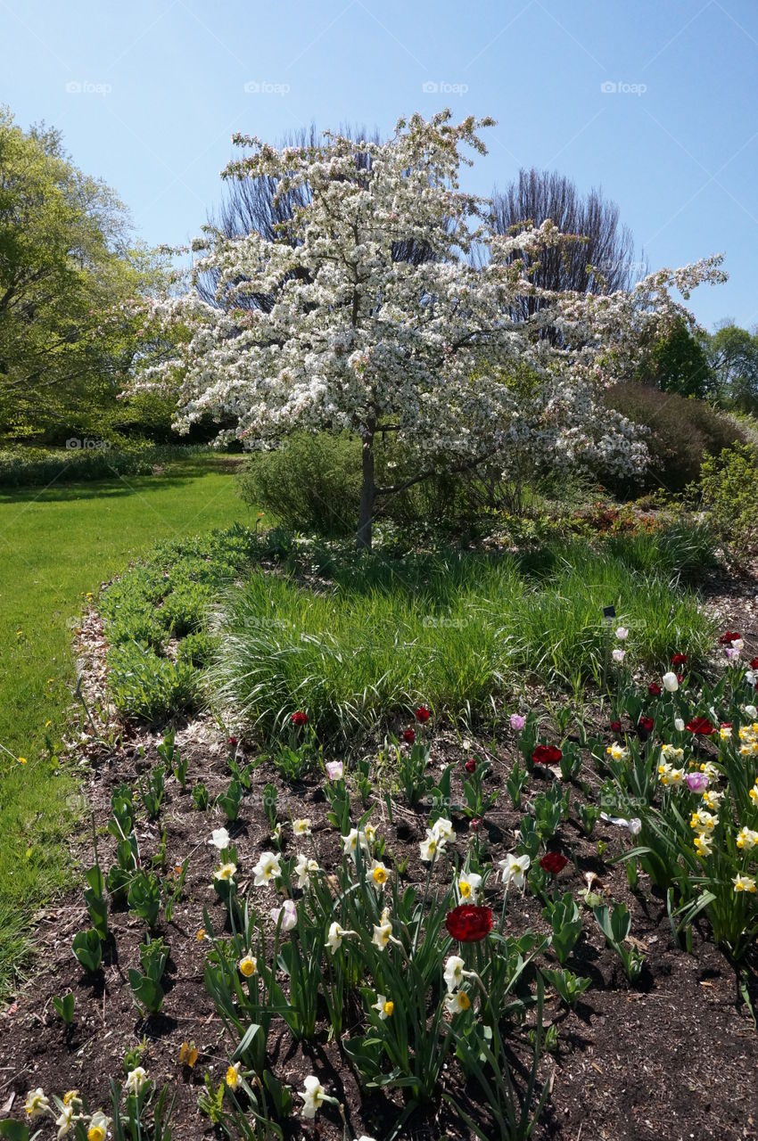 Trees & Blooms. Nature