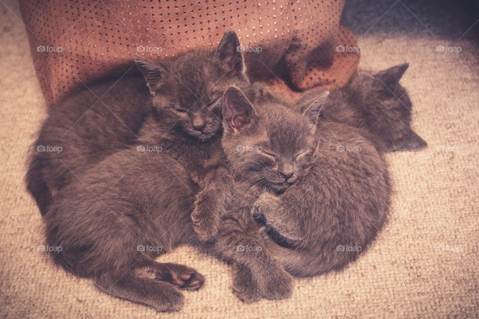 Cute baby cats! 