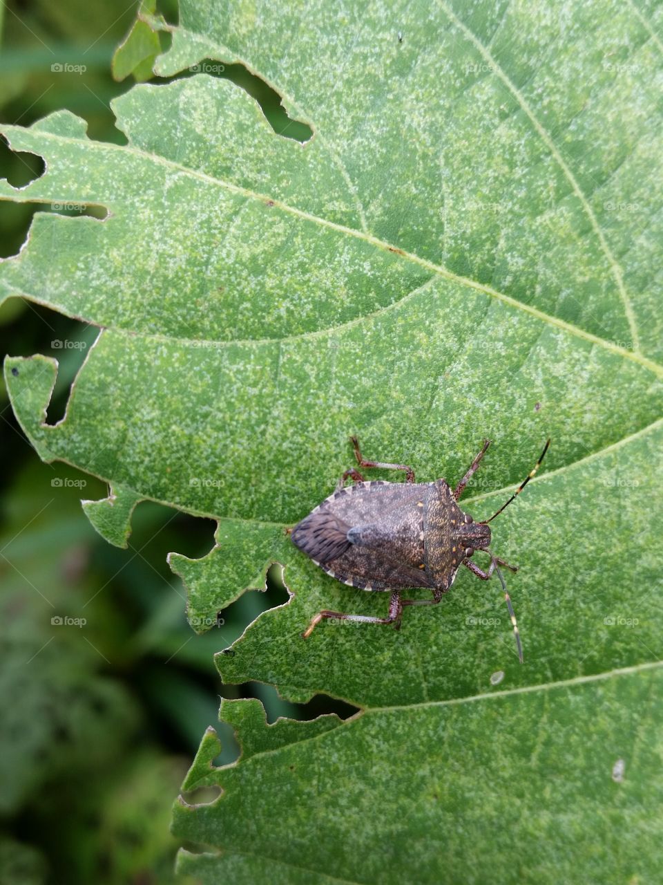 Stink bug