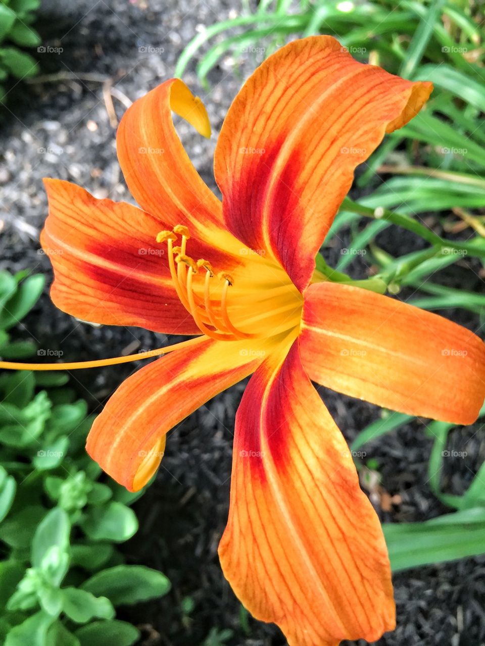 Day lily