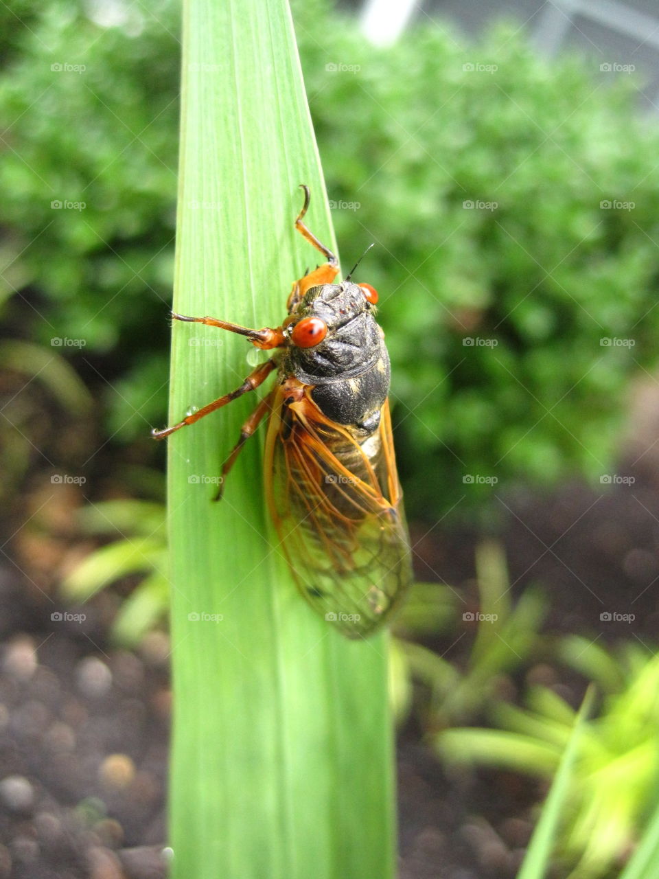 Cicada on leaf. A cicada on a lead