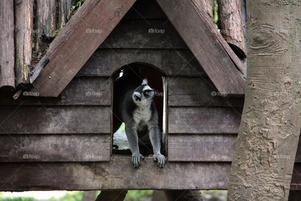 ring tailed lemur is home. A rongtailed lemur peeking out of his little house in the wild animal zoo, china