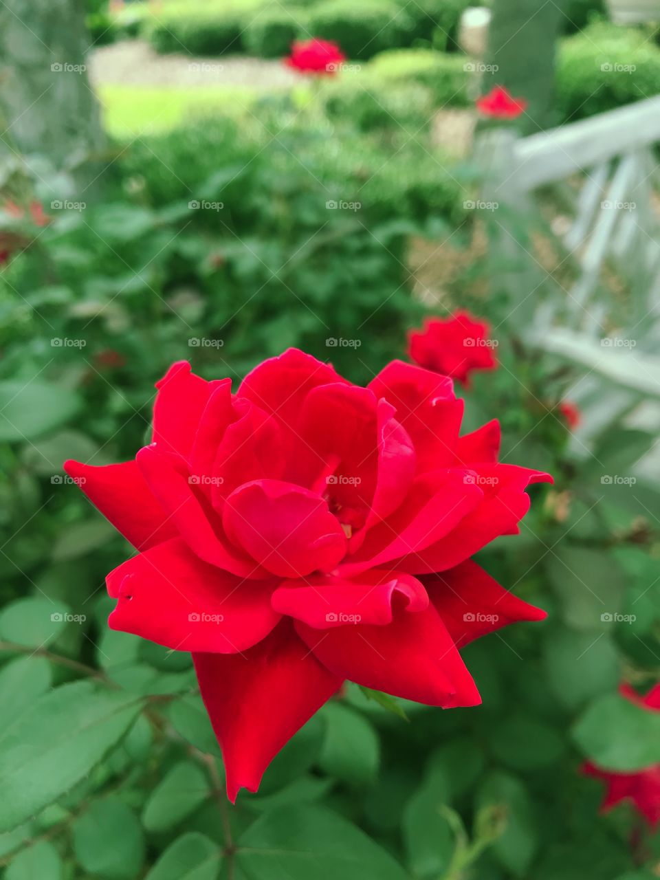 Red Rose 