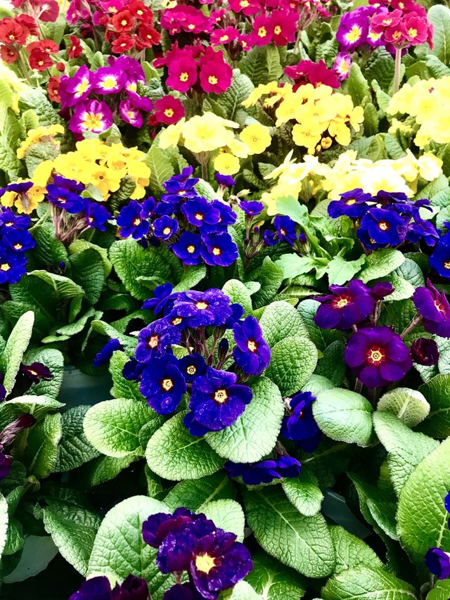 Primroses,colorful flowers