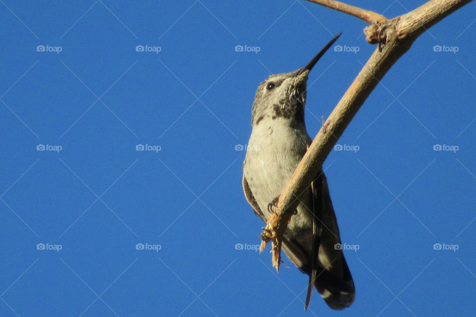 Hummingbird sitting