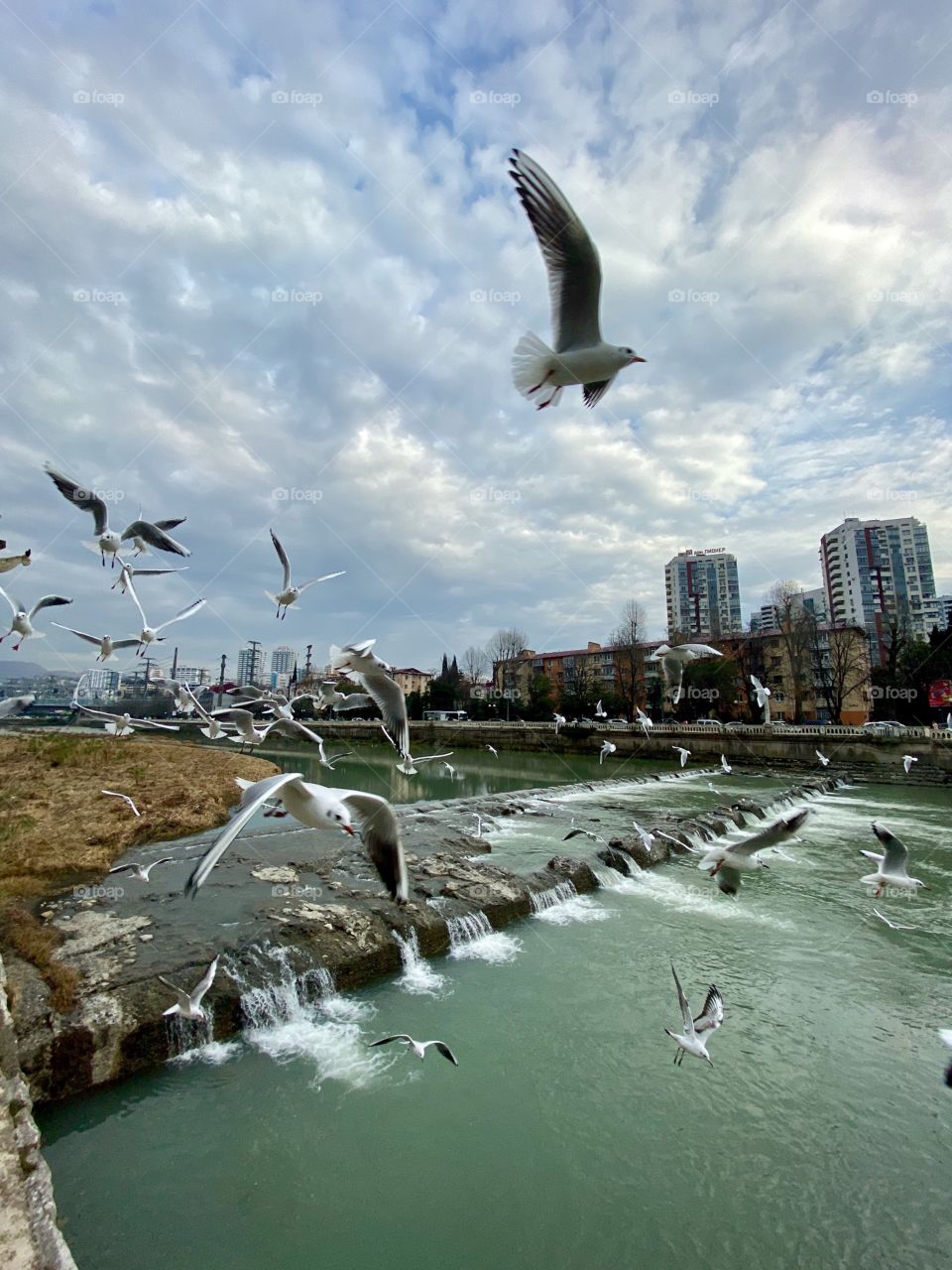 City seagulls