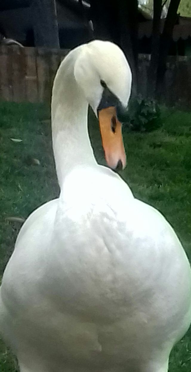 Swan