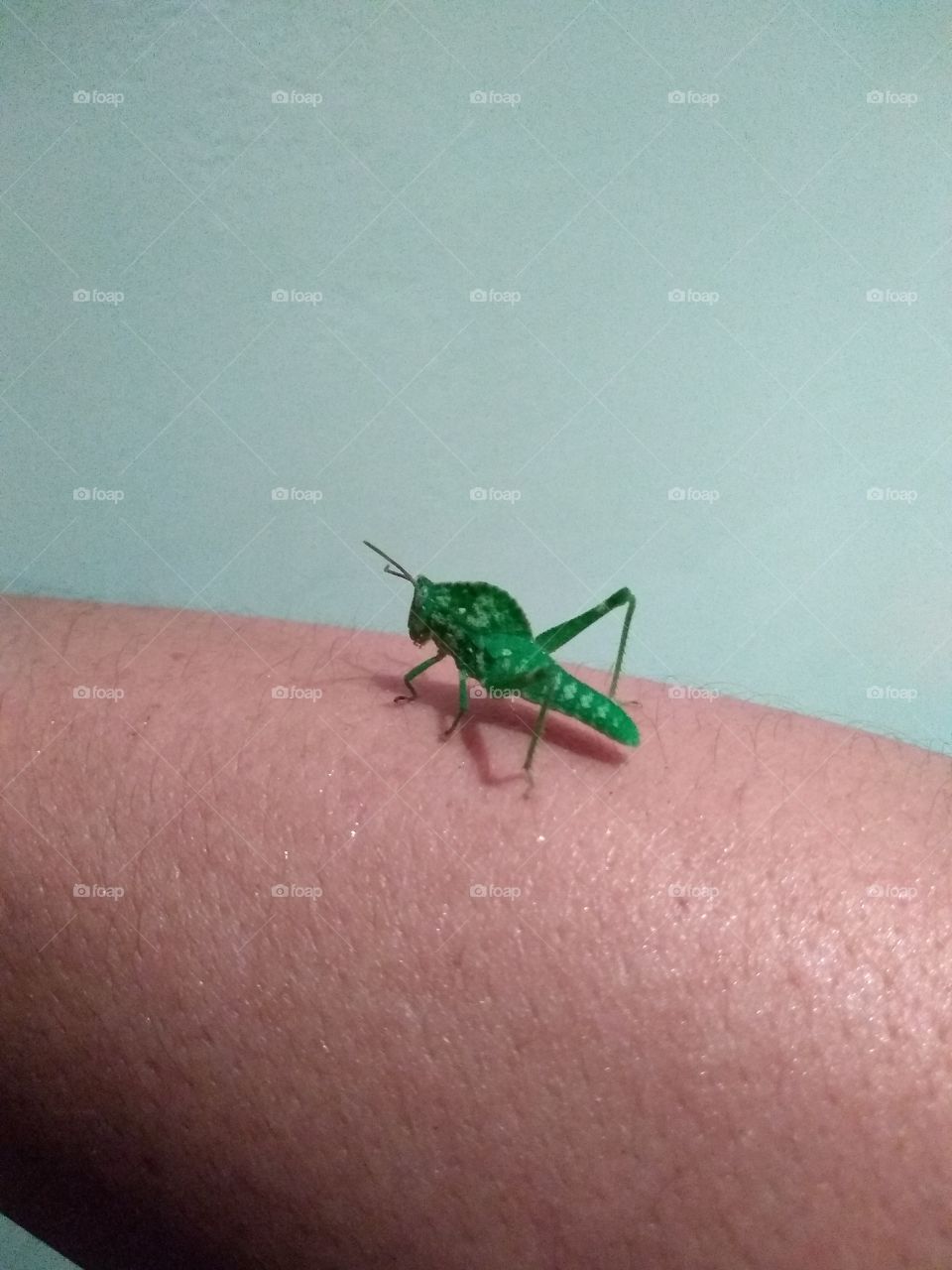 insectos en casa