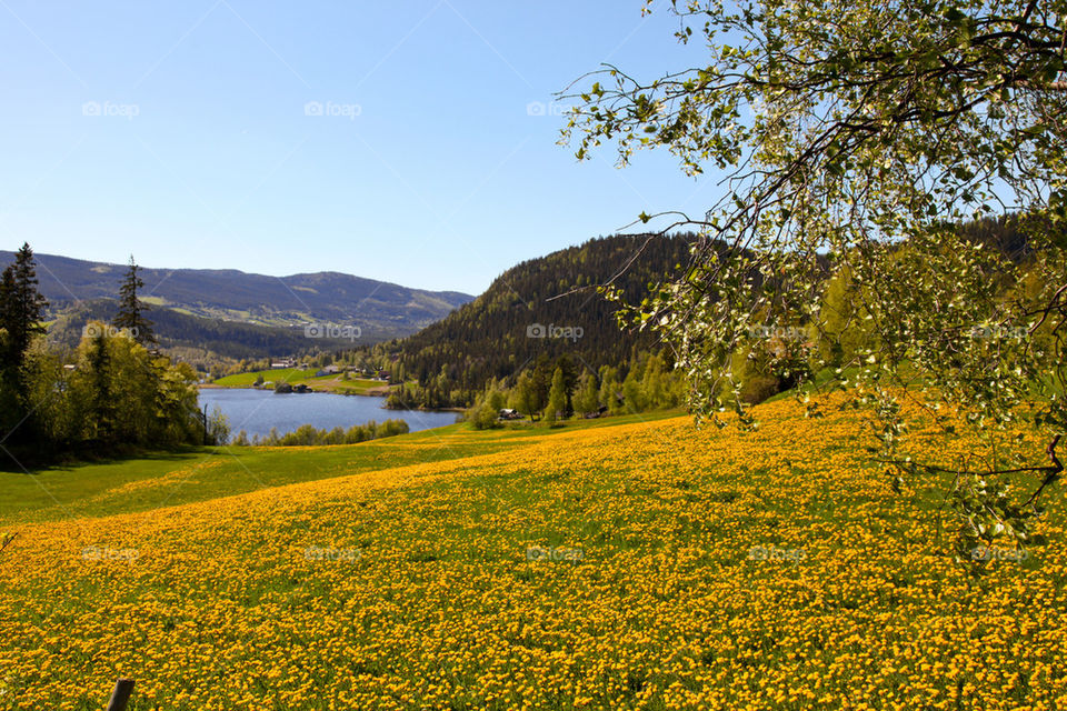 Scenic view of a river against clear sky