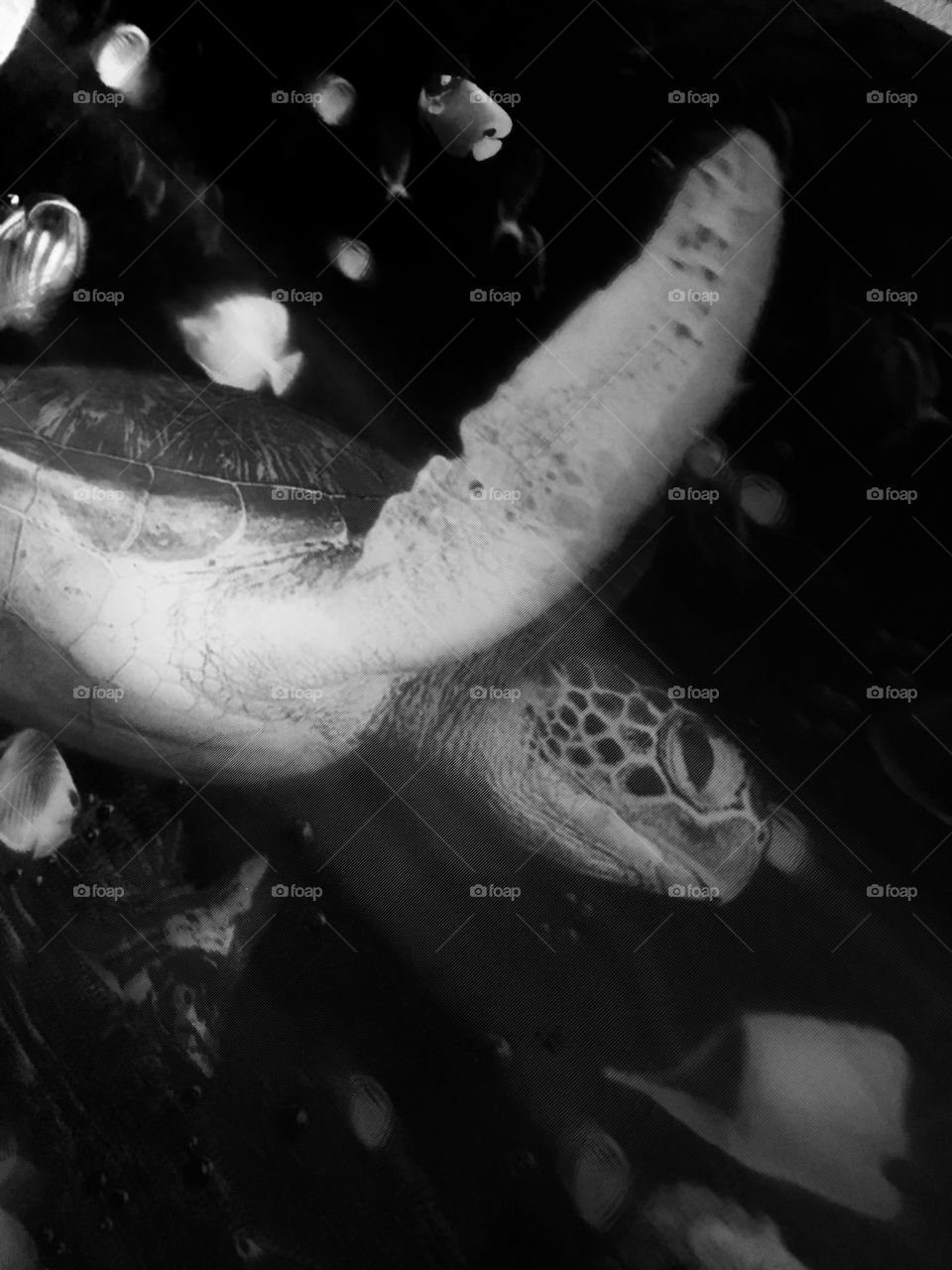 Turtle. Black and white. Aquarium.