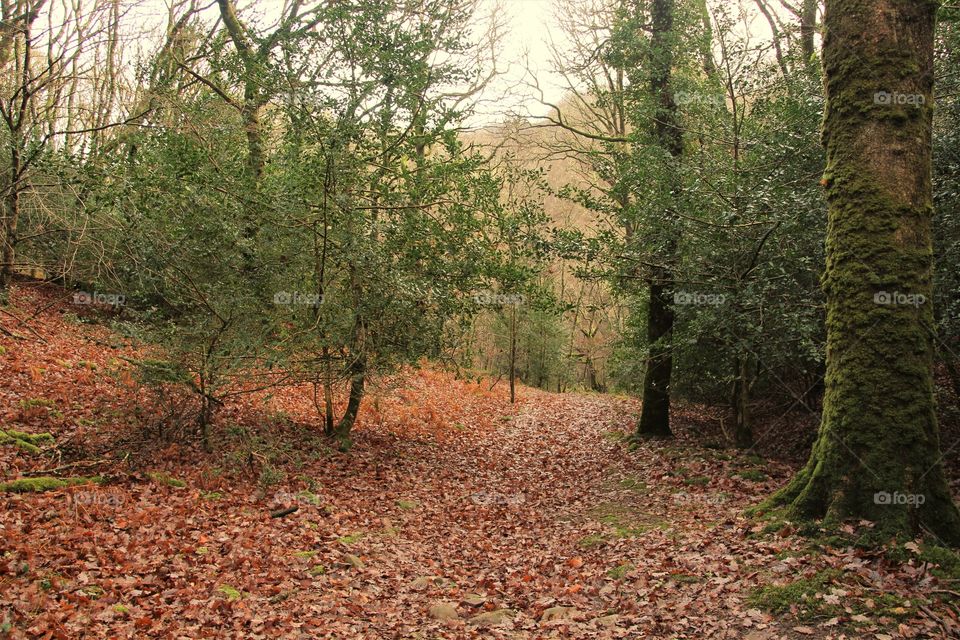 Leafy carpet