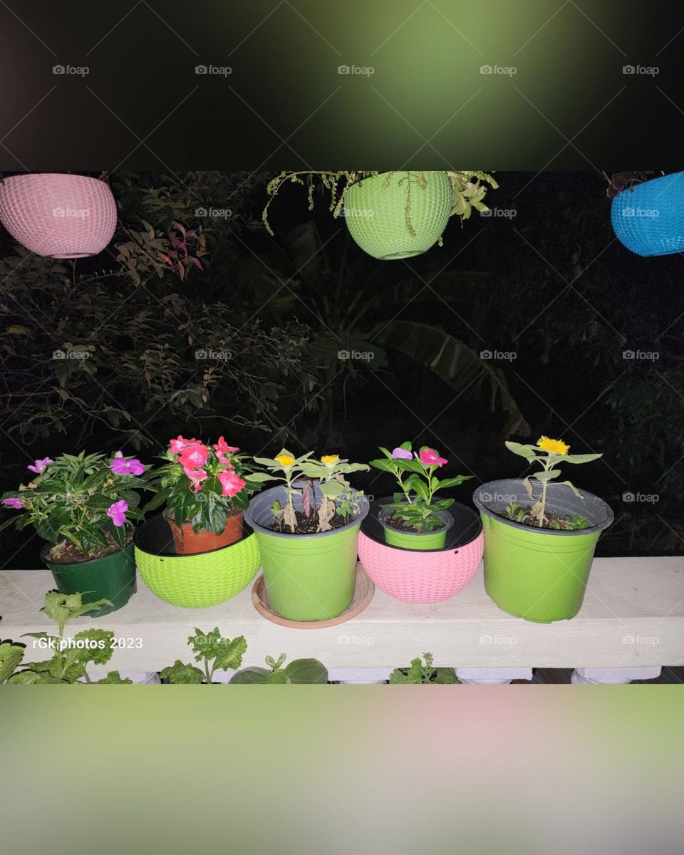 array of potted plants