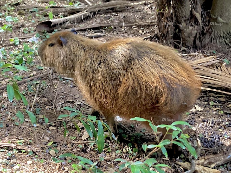 🇺🇸 A capybara walking in the woods. This wild animal, typically Brazilian, reproduces easily! / 🇧🇷 Uma capivara passeando no bosque. Esse bicho selvagem, tipicamente brasileiro, se reproduz fácil!