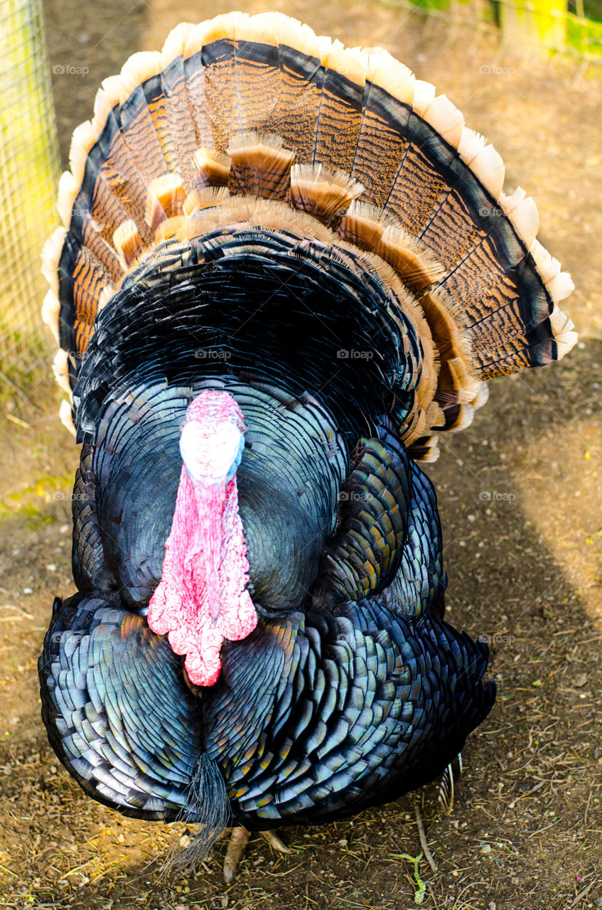 Turkey with it's feathers out in cotswold wildlife park