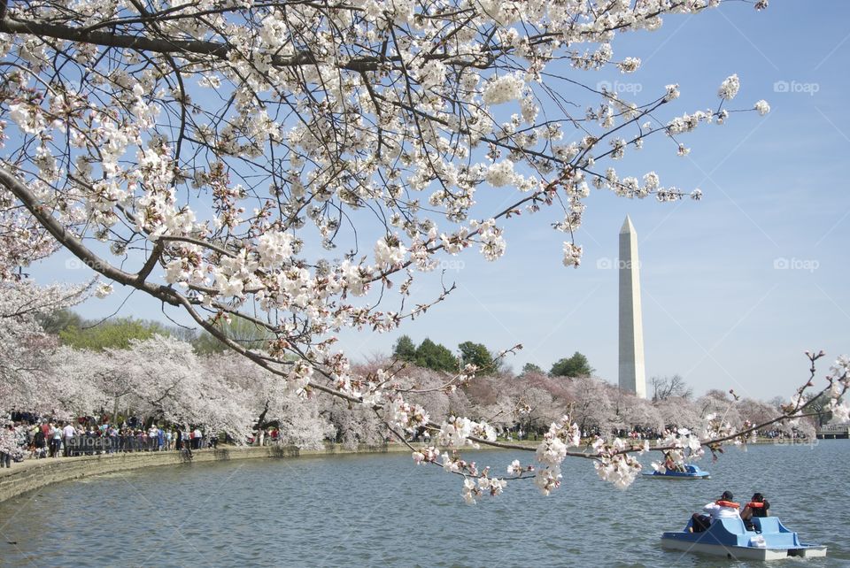 Cherry Blossoms blooming in Washington, D.C., framing the Washington Monument. March 2016