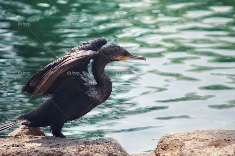 Double - crested Cormorant ready to fly