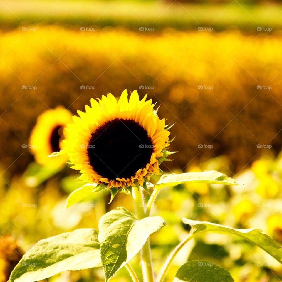 Sunflowers