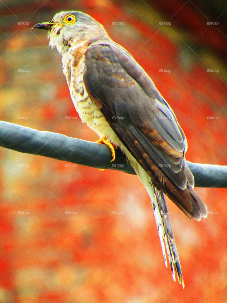 The common hawk-cuckoo (Hierococcyx varius), popularly known as the brainfever bird, is a medium-sized cuckoo resident in the Indian subcontinent.