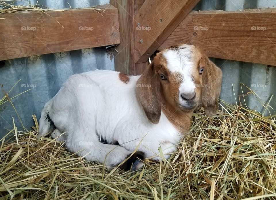 baby goat