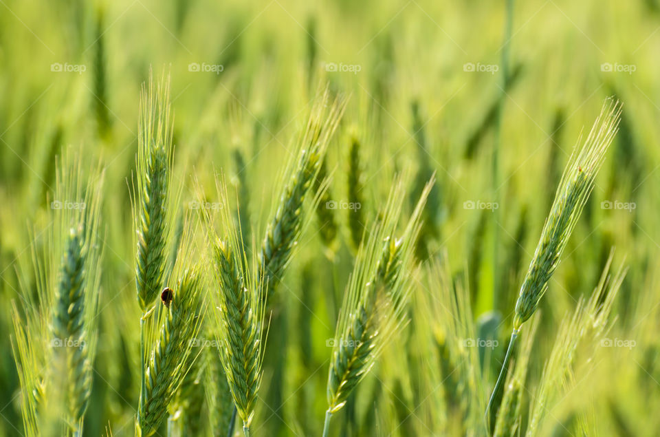 Green wheat field