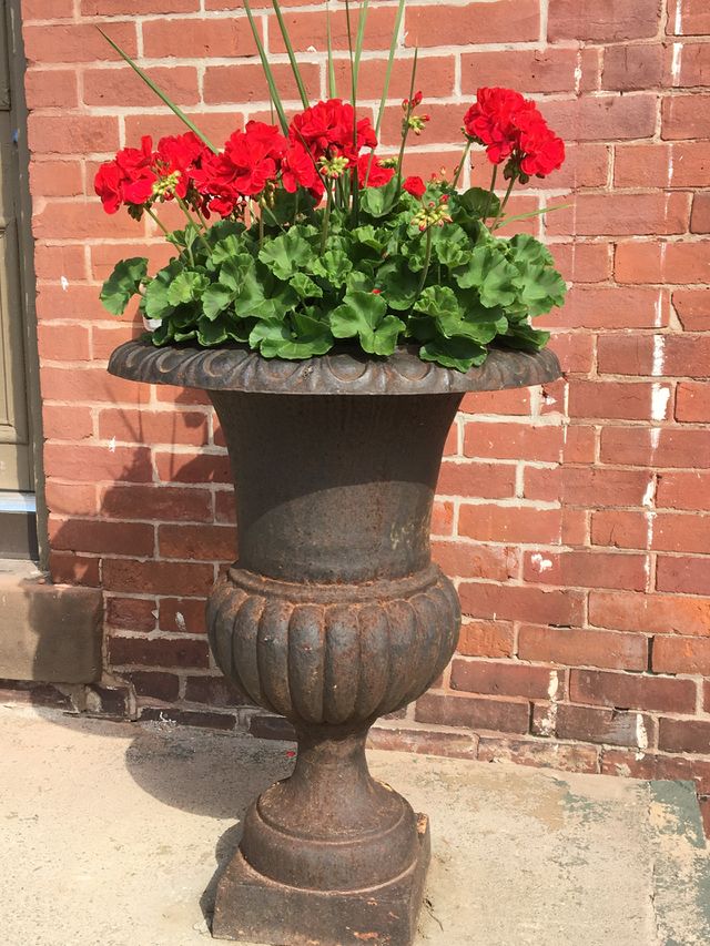 Red geraniums 