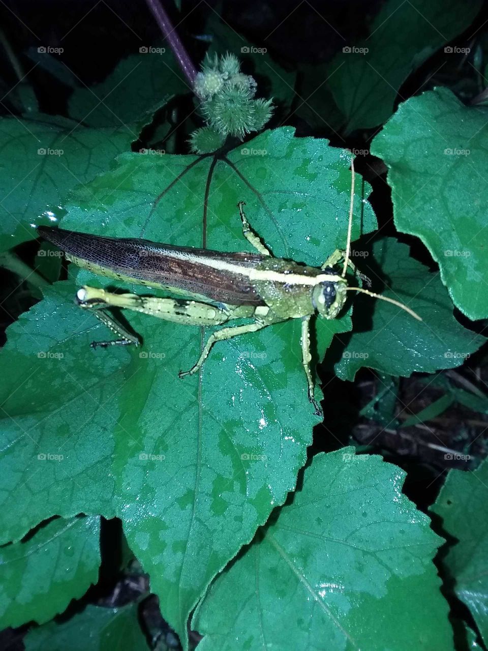 due covered grasshopper