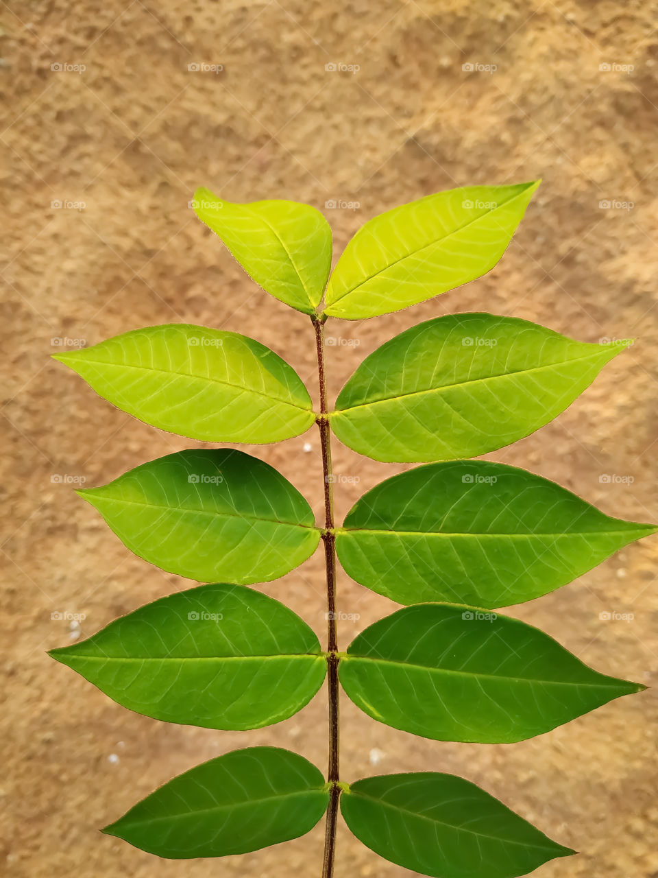 Beautiful Senna green leaves on a gray background