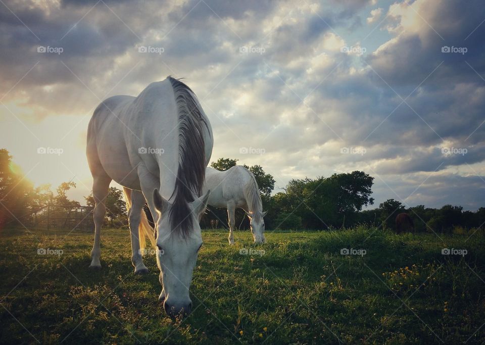 Horses at Sunset with Clouds