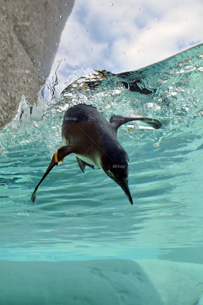 Penguin jumping in water