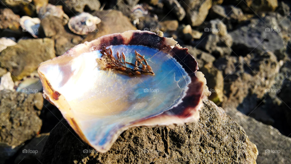 Pearl shell close up