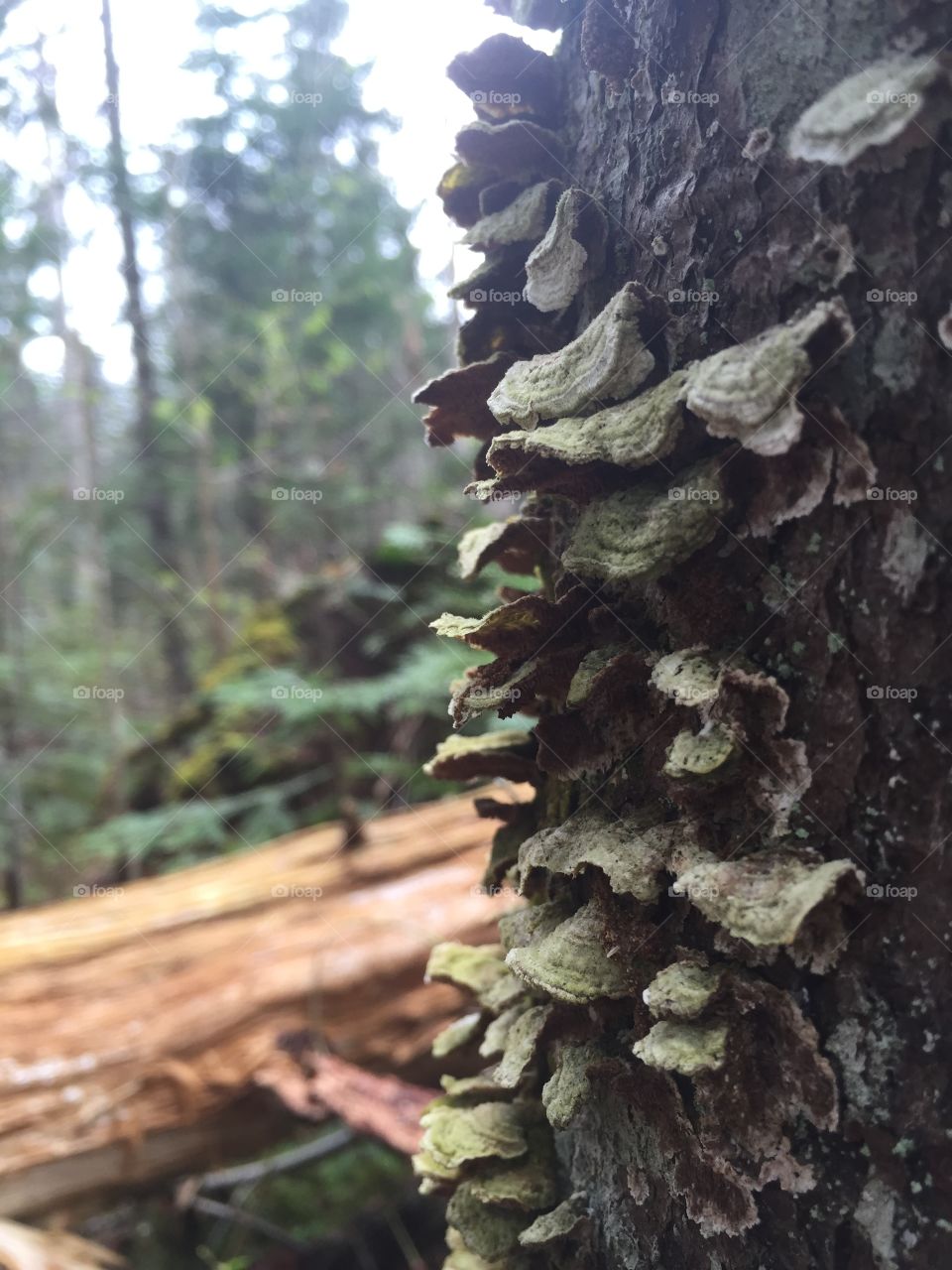 Mushroom on Tree
